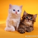 kittens-katten-katje-dieren-achtergrond