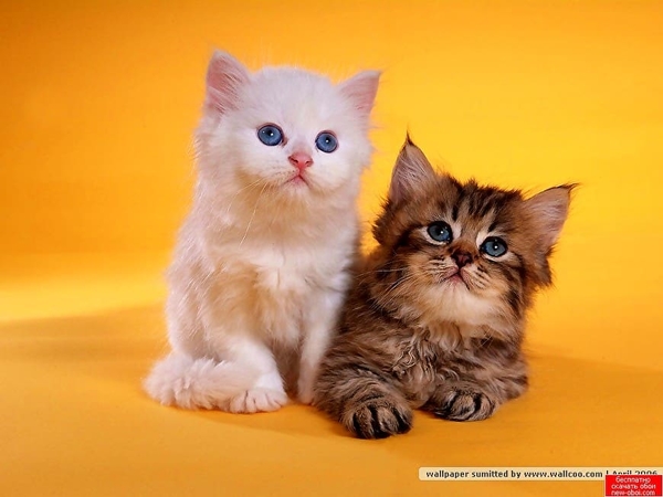 kittens-katten-katje-dieren-achtergrond