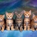 kittens-katten-katje-europees-korthaar-achtergrond