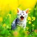 kittens-katten-natuur-emoties-achtergrond