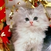 kittens-katten-perzische-huiskat-achtergrond