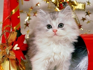 kittens-katten-perzische-huiskat-achtergrond