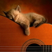 kleine-dieren-katten-muziekinstrument-achtergrond