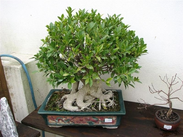 Portugal 904 Sintra (Medium)