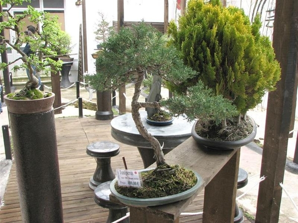 Portugal 914 Sintra (Museo de Bonsai) (Medium)