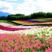 bloemen-veld-wolken-lavendel-achtergrond