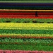 veld-bloemen-landbouw-plantage-achtergrond