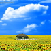 veld-natuur-bloemen-zonnebloem-achtergrond