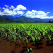 mooie-lucht-landbouw-veld-wolken-achtergrond