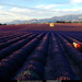 nat-geo-national-geographic-veld-lavendel-achtergrond