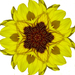 zonnebloem