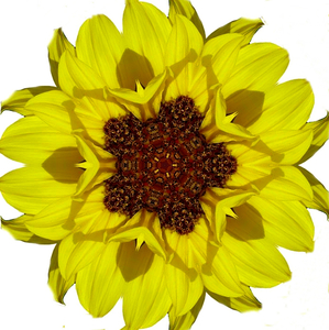 zonnebloem