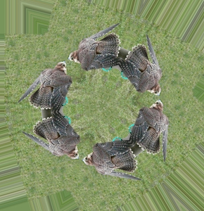 6