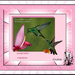 groekeel en witkeel kolibri