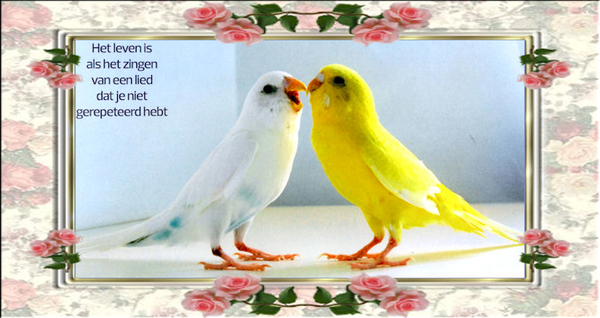 itwee vogels