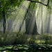 voor-dubbele-monitoren-natuur-woud-oudgroeiend-bos-achtergrond