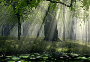 voor-dubbele-monitoren-natuur-woud-oudgroeiend-bos-achtergrond
