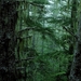 woud-oudgroeiend-bos-natuur-groene-achtergrond