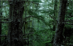 woud-oudgroeiend-bos-natuur-groene-achtergrond