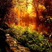 natuur-herfst-landschap-zonlicht-achtergrond