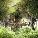 natuur-leeuw-giraffe-jungle-achtergrond