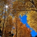 natuur-gele-herfst-zonlicht-achtergrond
