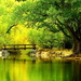 natuur-herfst-groene-reflectie-achtergrond