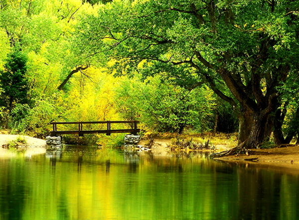 natuur-herfst-groene-reflectie-achtergrond