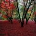 natuur-herfst-rode-noordelijk-hardhoutbos-achtergrond