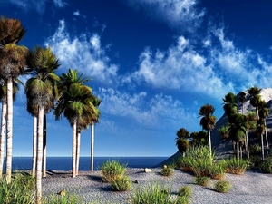 natuur-palmboom-tropen-caraiben-achtergrond