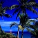 natuur-vs-tropen-palmboom-achtergrond