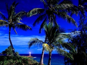 natuur-vs-tropen-palmboom-achtergrond