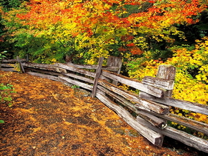 natuur-woud-split-rail-hek-herfst-achtergrond