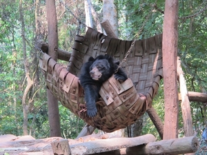 bear_in_hammock