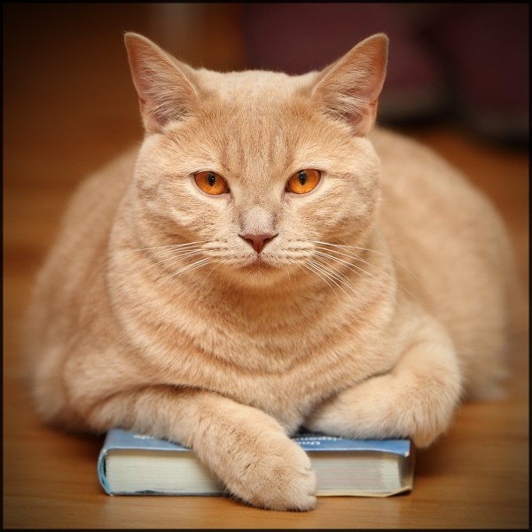 cat_on_a_book