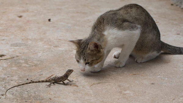curious_cat_starring_at_a_lizard