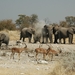 namibie_etosha_elephant_02