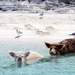 pigs_and_gulls_on_the_beach