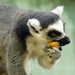 ring-tailed_lemur_eating