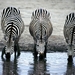 three_zebras_drinking