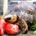 turtle_lunch