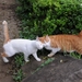 two_orange_tabby_cats_greeting_by_rubbing_hisashi_01