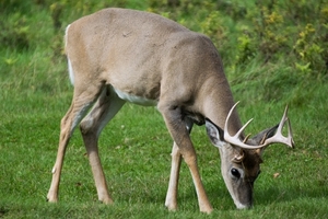 2016_09_zoo_sauvage_de_saint_fa_licien___odocoileus_virginianus_0