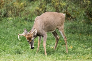 2016_09_zoo_sauvage_de_saint_fa_licien___odocoileus_virginianus_0