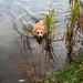 a_dog_swimming_in_a_pond