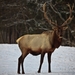 bull-elk-antlers-snow_-_west_virginia_-_forestwander
