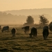 cows_grazing_autumn_morning__somerset_levels__2930581997_