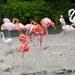 flamingo__phoenicopterus_roseus___tierpark_hellabrunn__ma_nich__a