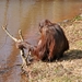 orangutan_in_paignton_zoo