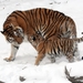 panthera_tigris_altaica_13_-_buffalo_zoo